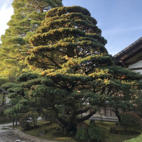 |5236| | Chrám Kjóto Ginkakudži - Stříbrný pavilon
