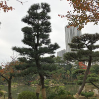 |7018| | Zahrada Hiroshima Shukkeien