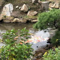 |7020| | Zahrada Hiroshima Shukkeien