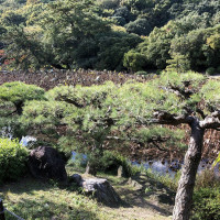 |5646| | Zahrada Takamacu Ritsurin