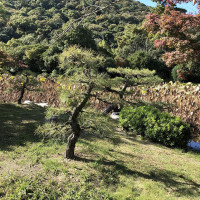 |5651| | Zahrada Takamacu Ritsurin